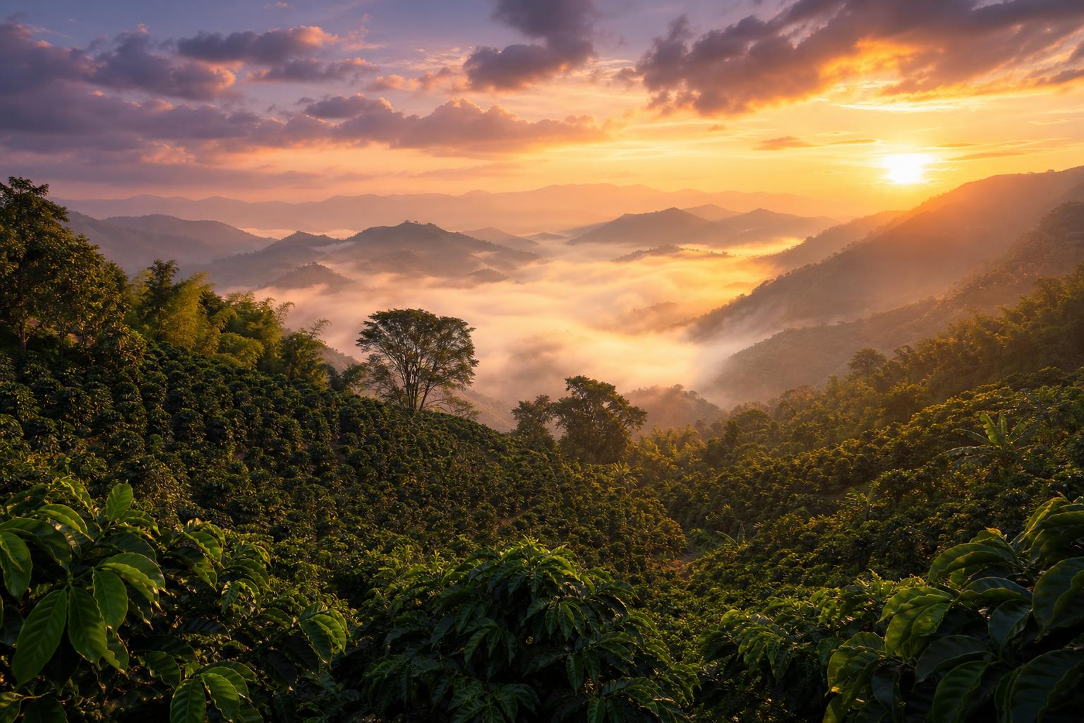 Cafetales en Risaralda, Colombia al amanecer